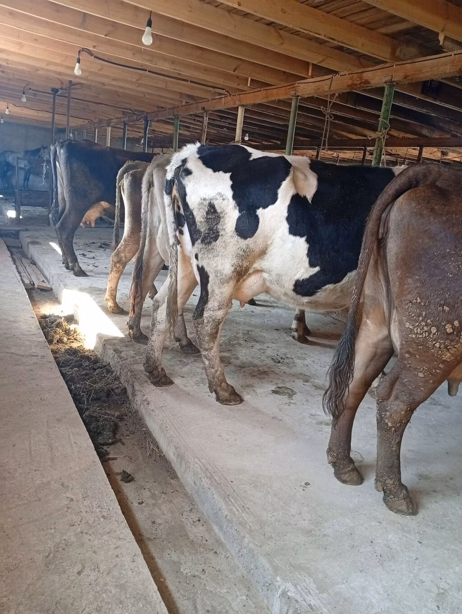 Swiss cattle