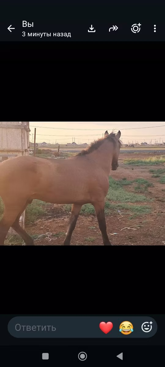 Mugalzhar horse