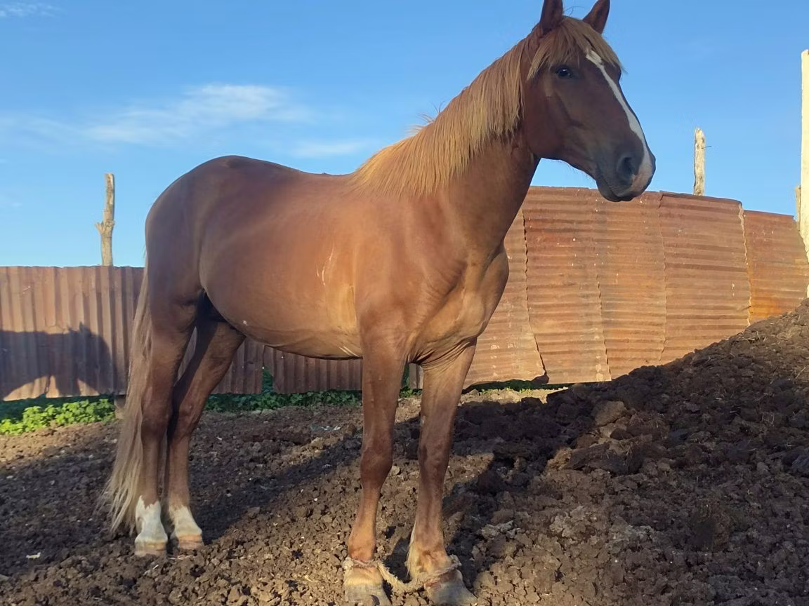 Kustanai horse