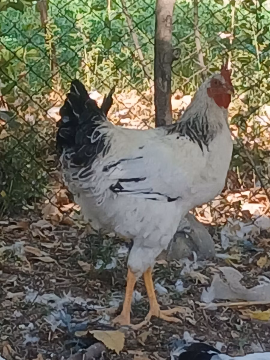 Adler Silver