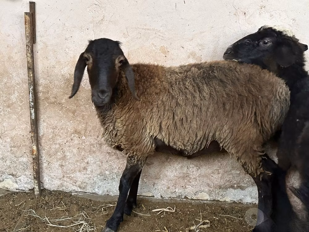 Blackheaded Persian sheep