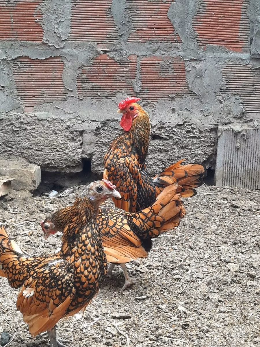 سيبرايت