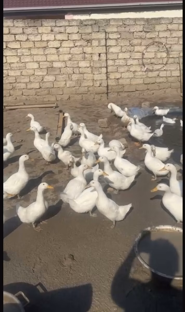 American Pekin