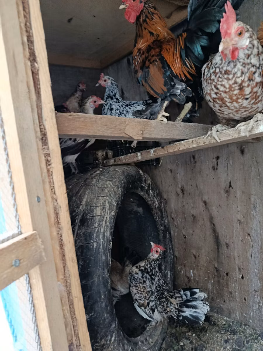 Japanisches Bantam
