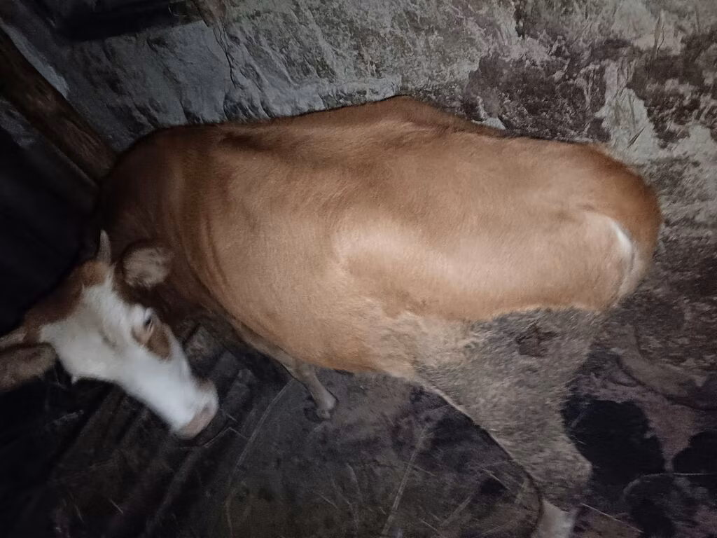 Red-spotted breed
