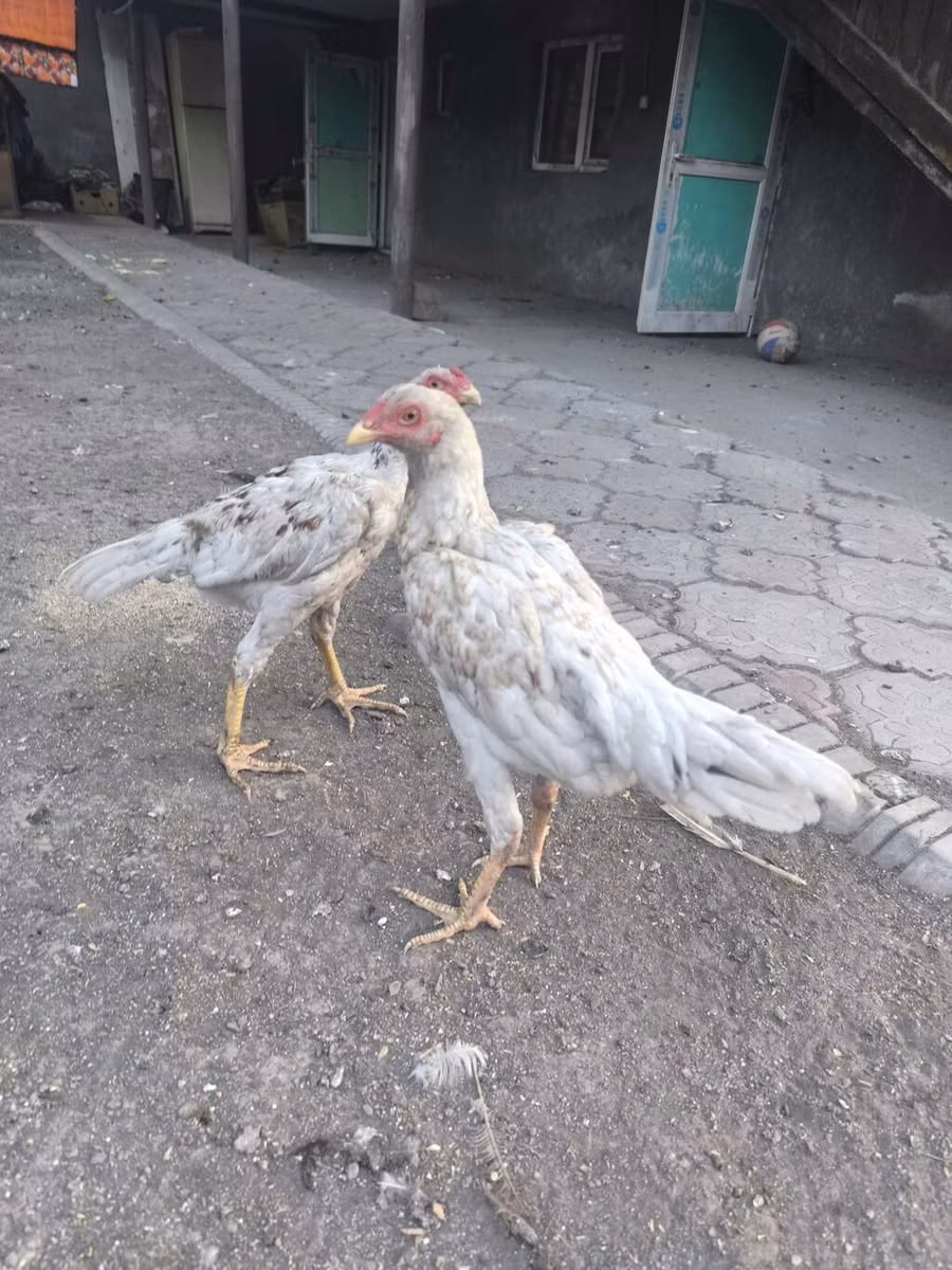 دجاج شمو