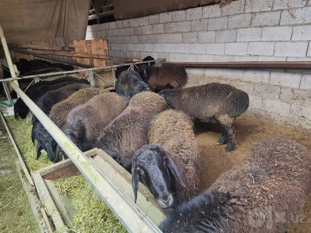 Edilbay sheep
