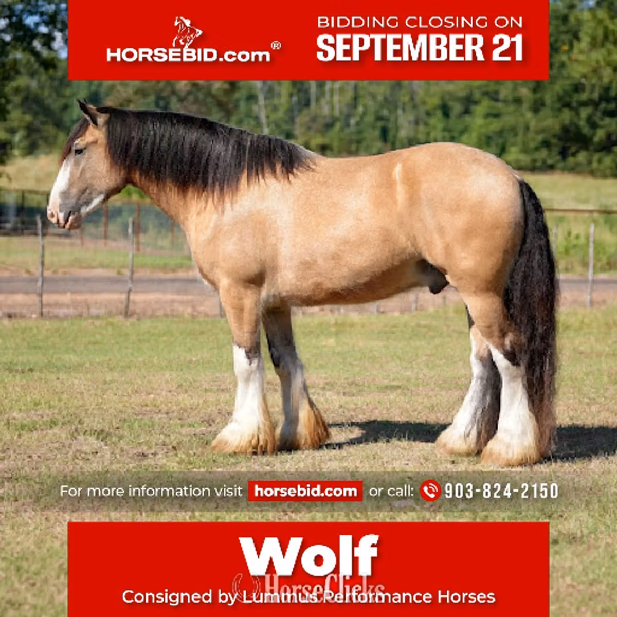 Gypsy horse
