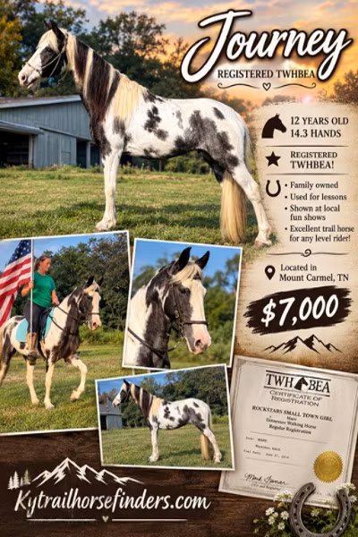 Pinto horses