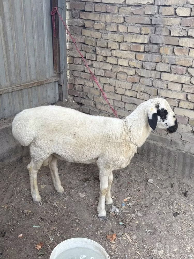 Suffolk sheep
