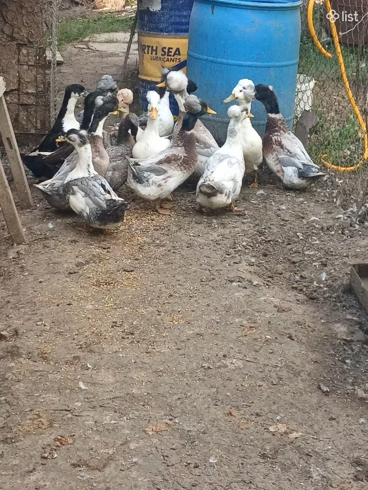 American Pekin