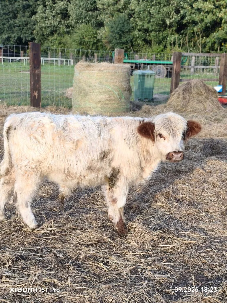 Vache galloise