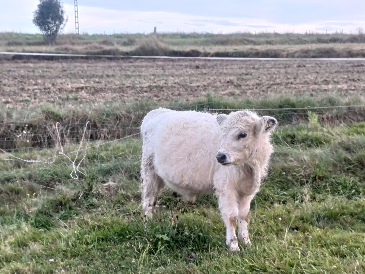 Vache galloise