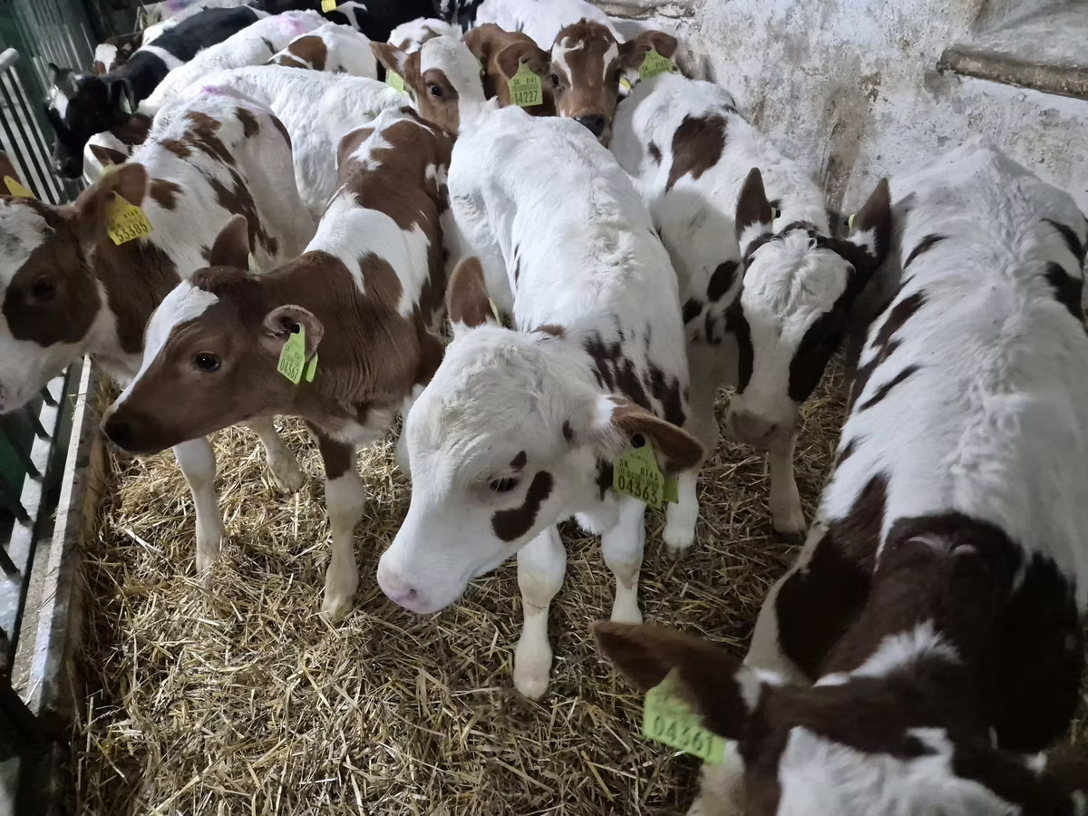 Limousin-Kuh