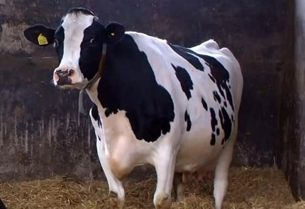 Kholmogory Cattle
