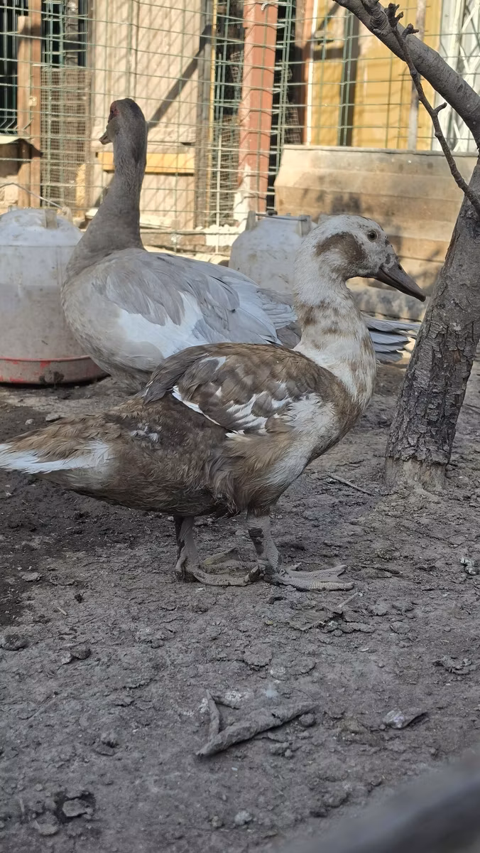 Canard musqué domestique
