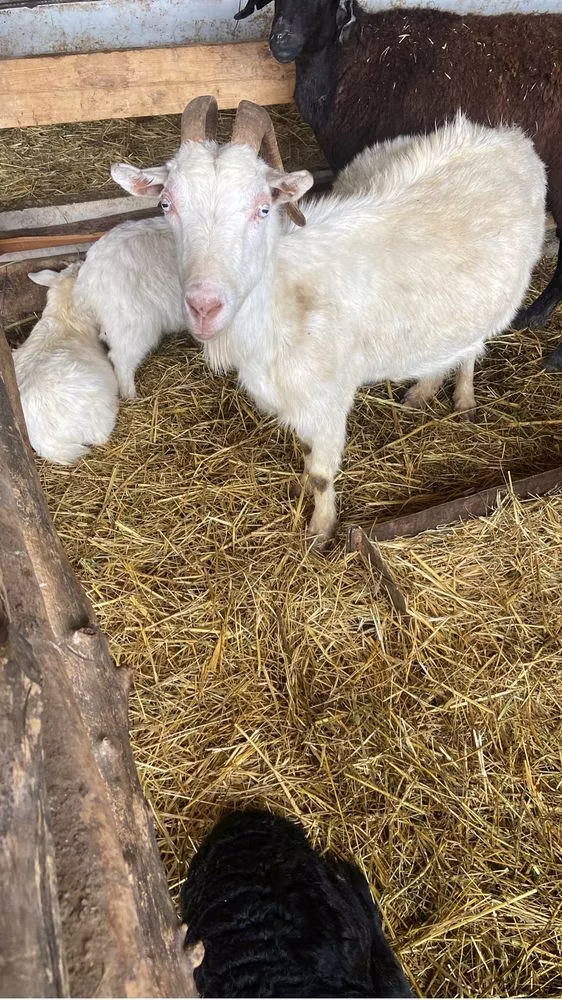 Russian White goat