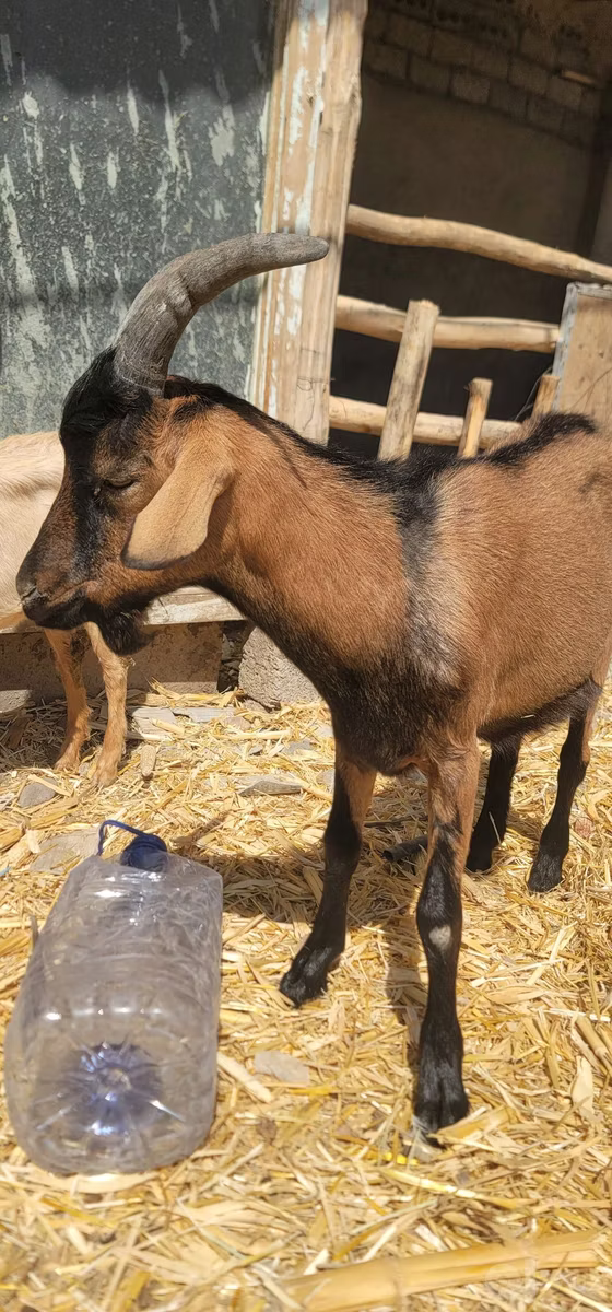 Alpine goat