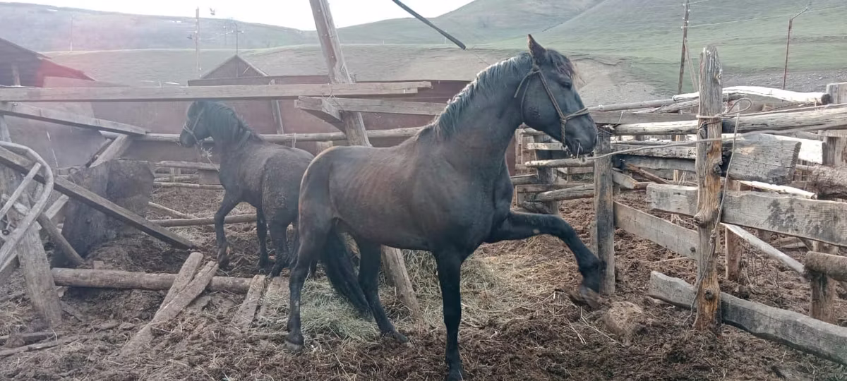 Altai horse