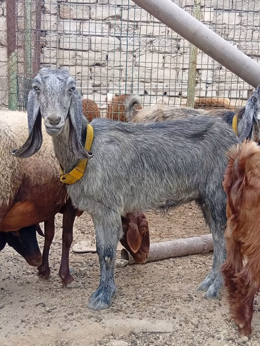Damask goat