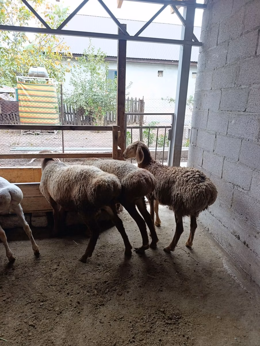Rhon sheep