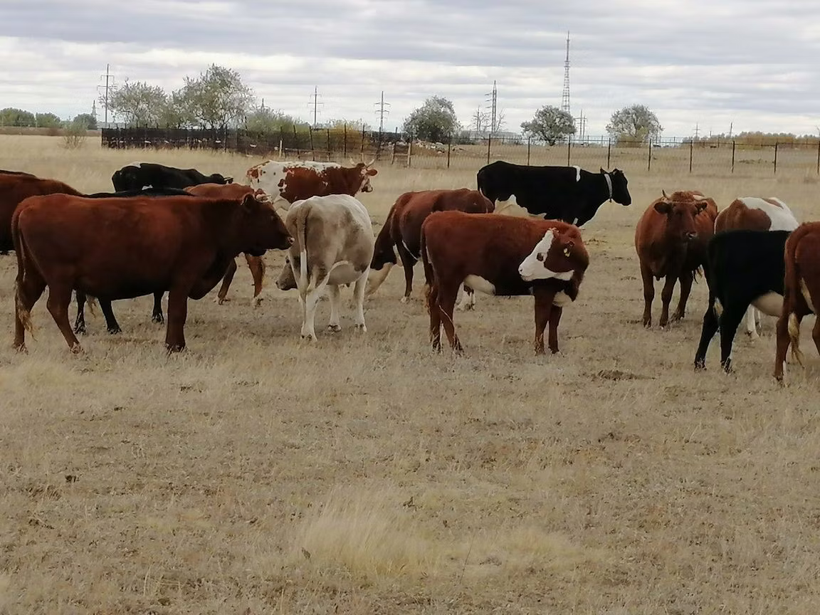 Swiss cattle