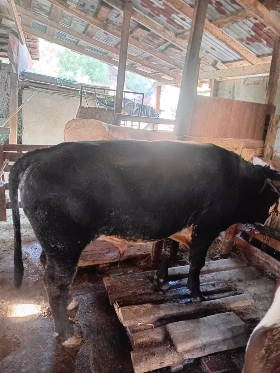 Belgian Blue
