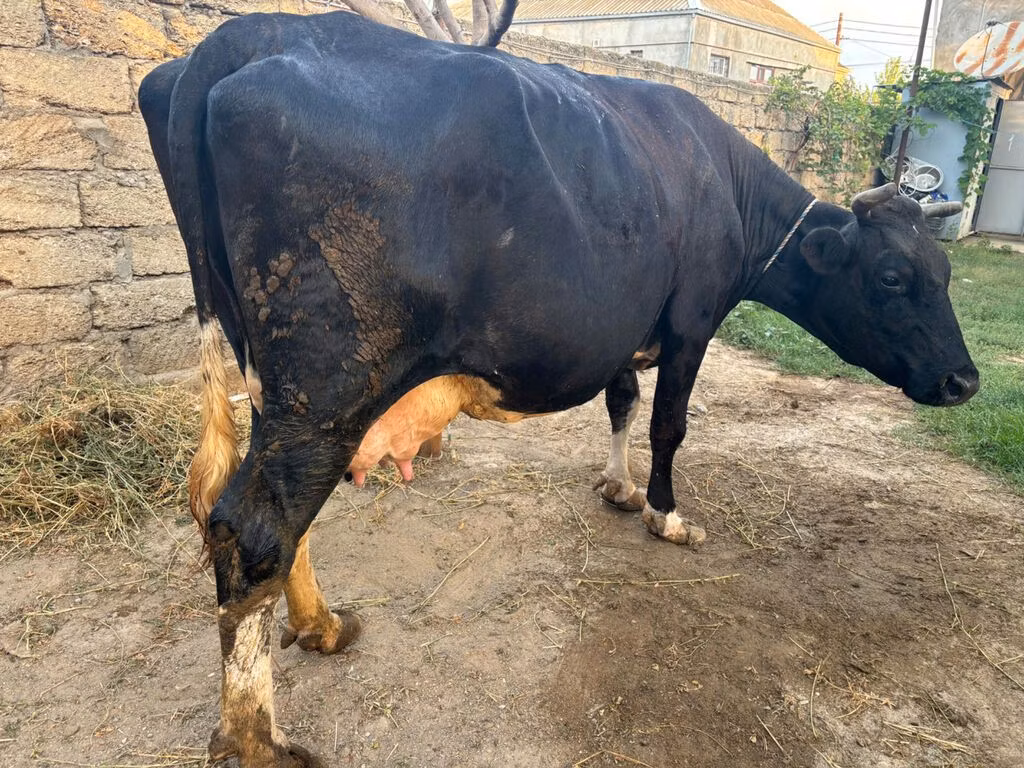 Red-spotted breed