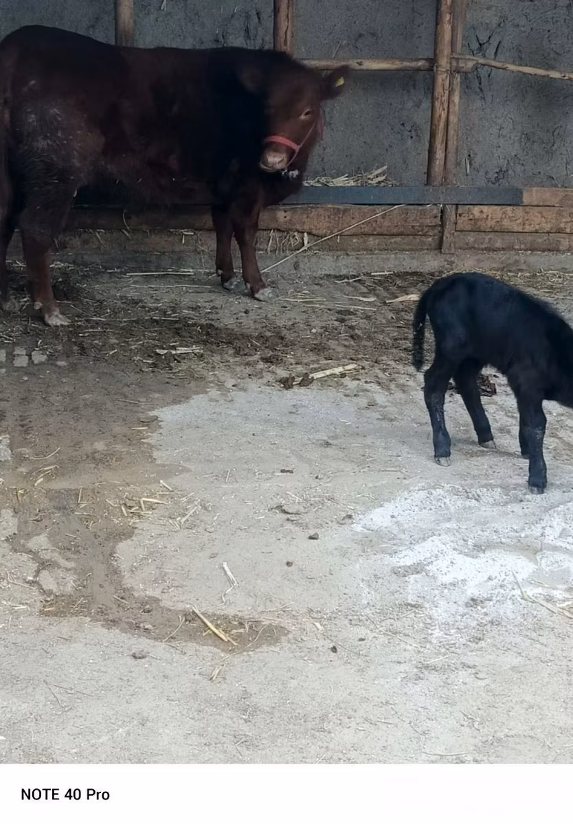 Aberdeen-Angus