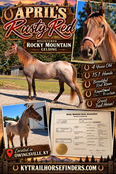 Rocky Mountain Horse