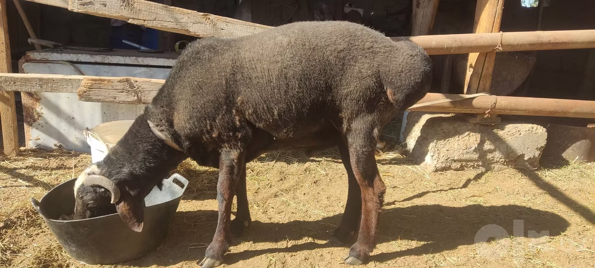 Blackheaded Persian sheep