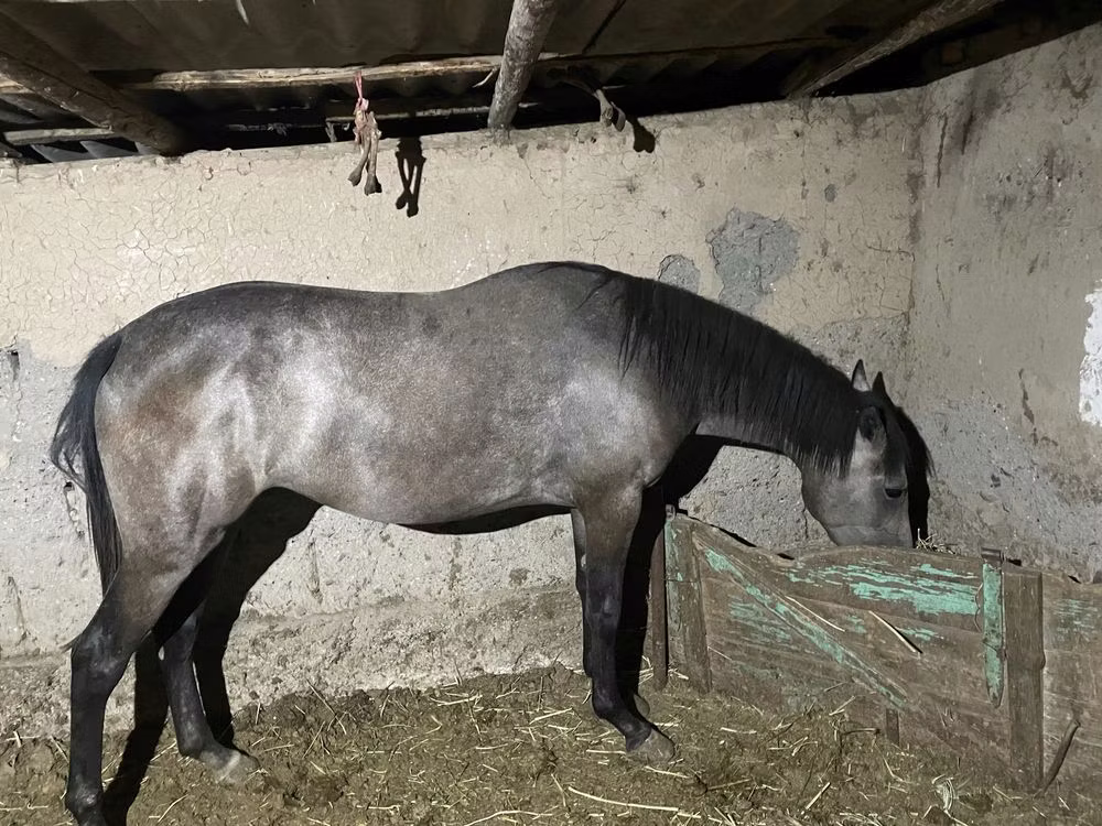 Thoroughbred horse