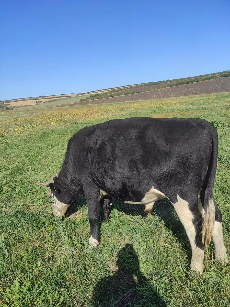 Russian Black pied cattle