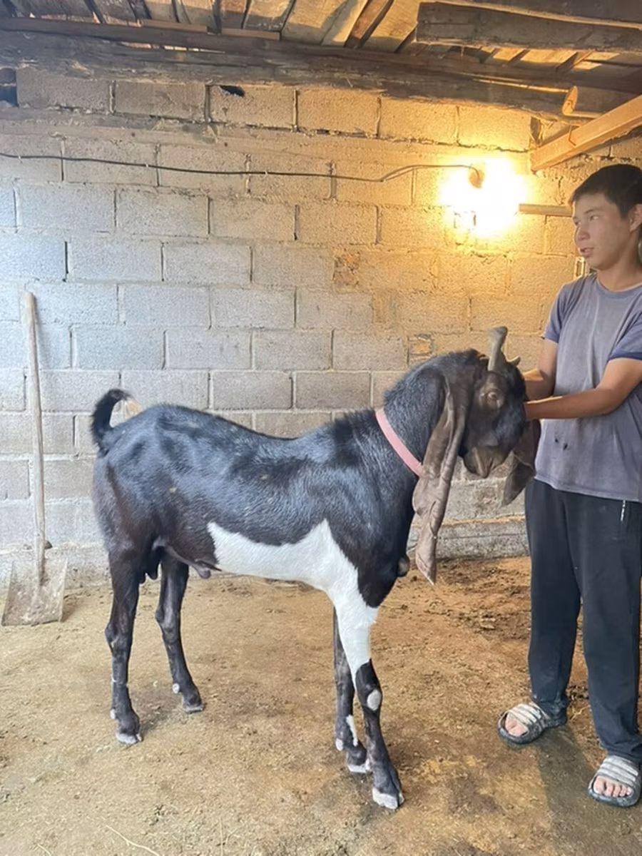 Kamori goats