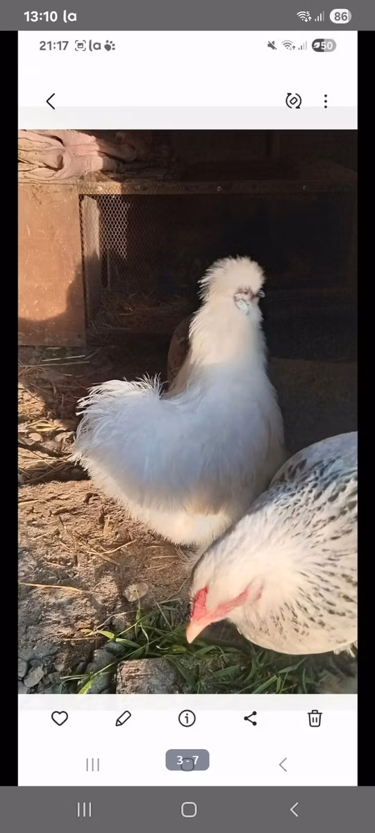 Silkie