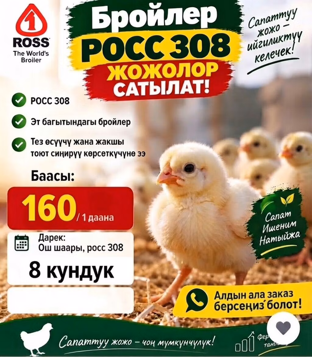 Ross 308