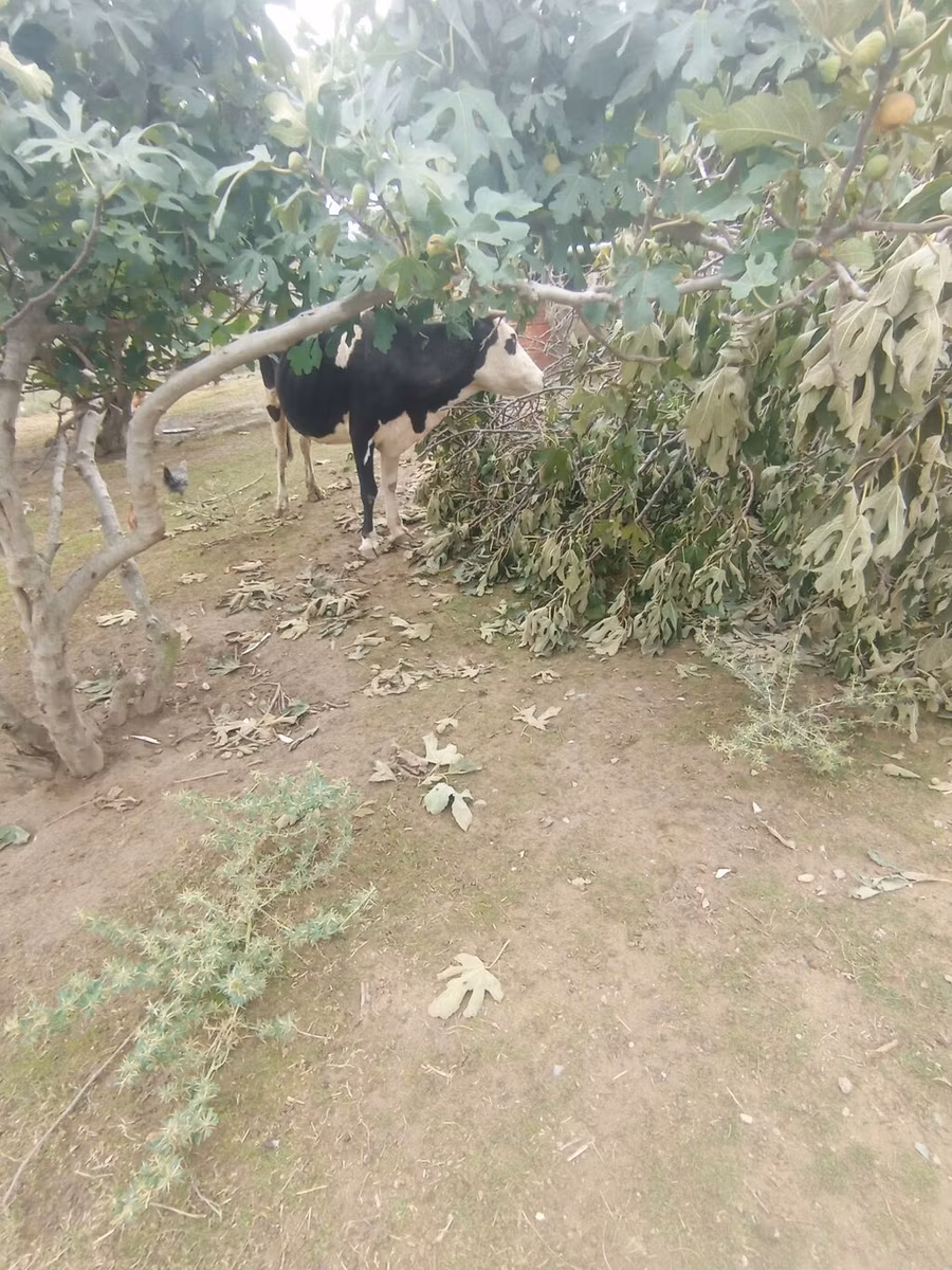 Simmental cattle