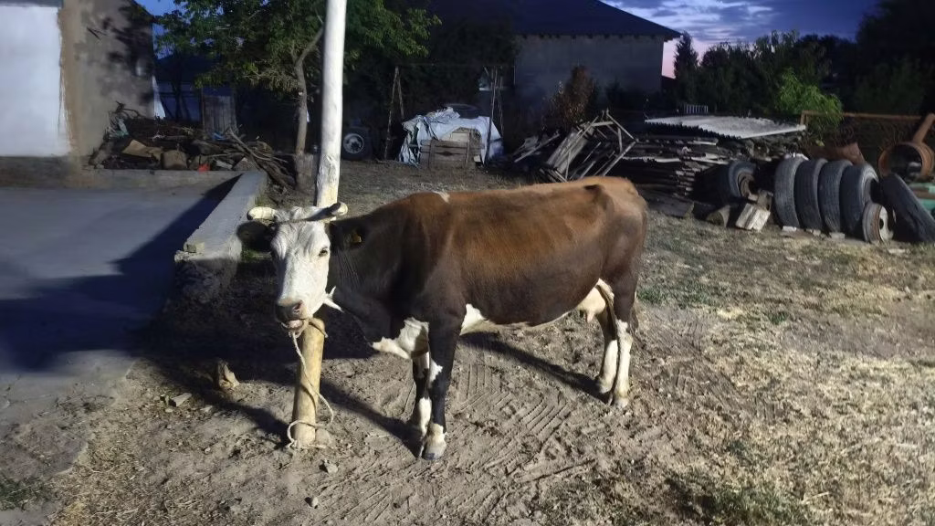 Latvian Blue cattle