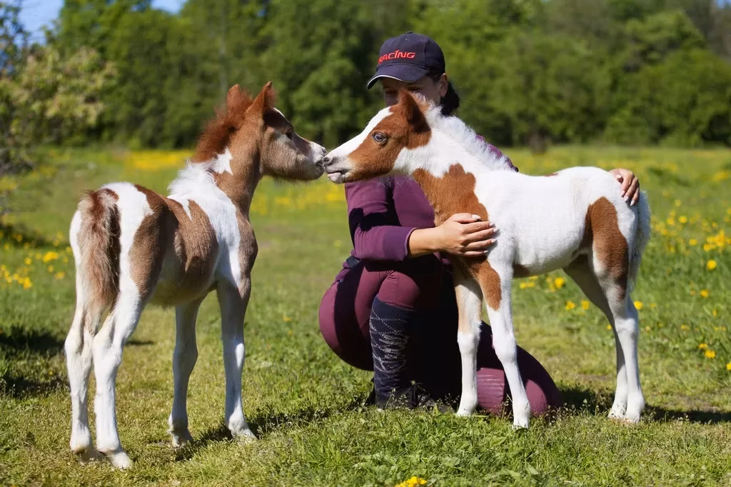 American shetland pony