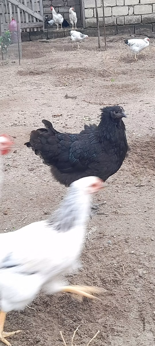 Australian Pit Game fowl