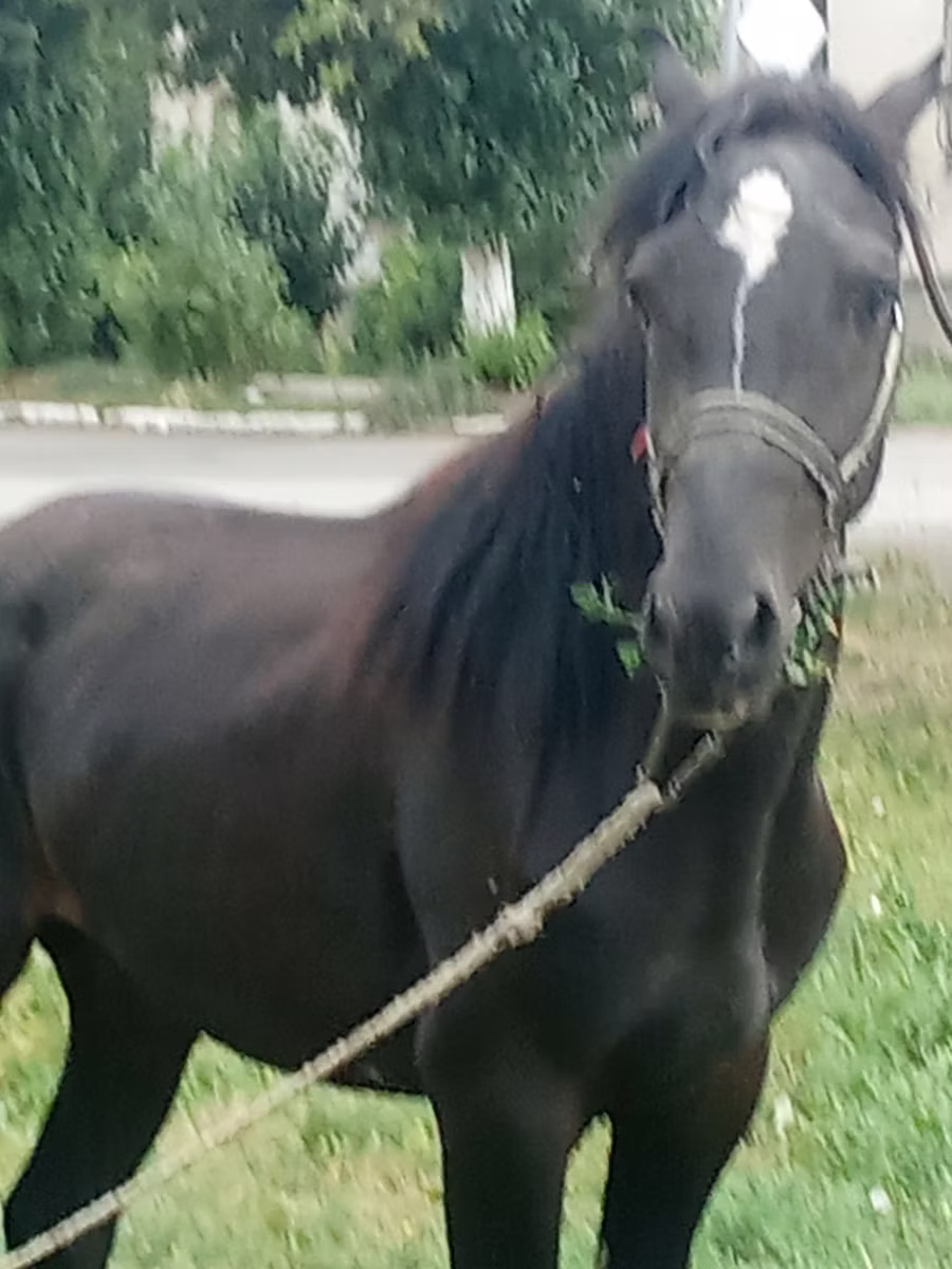 Priob horse