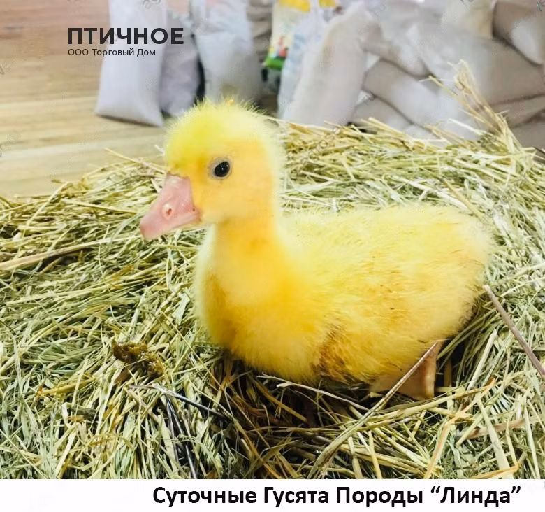 ليندا