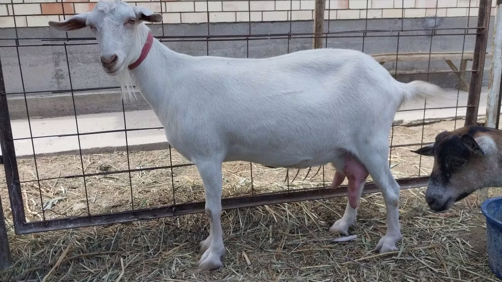 Saanen goat