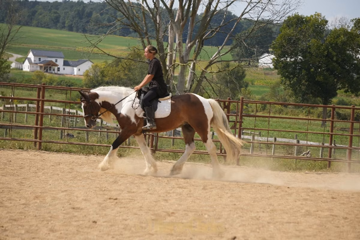 Pinto horses