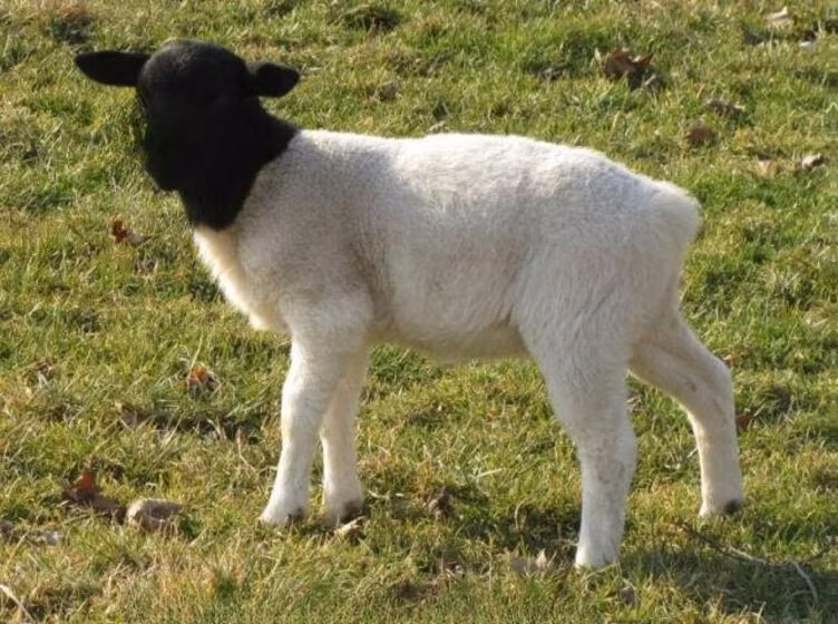 Dorper sheep