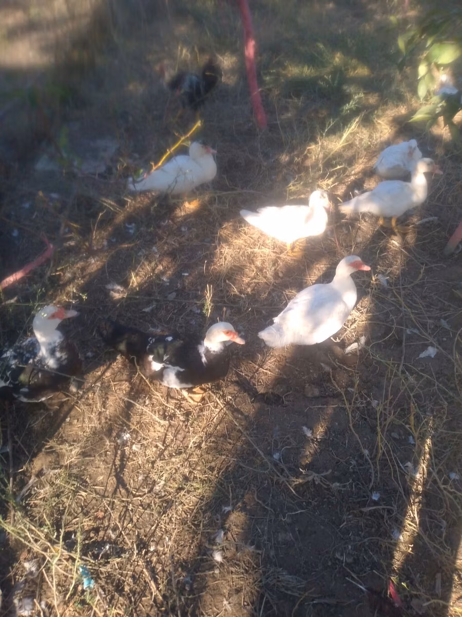 Canard musqué domestique