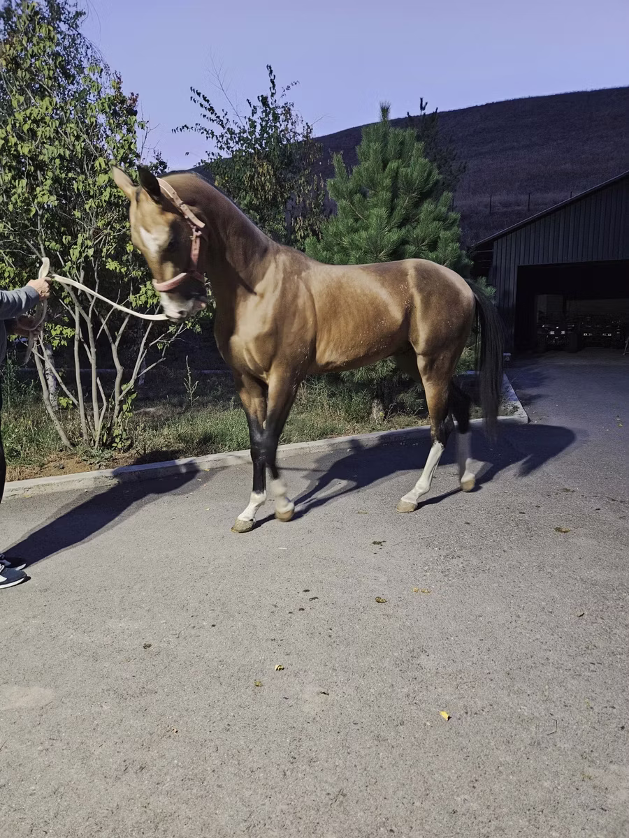 Akhal-Teke