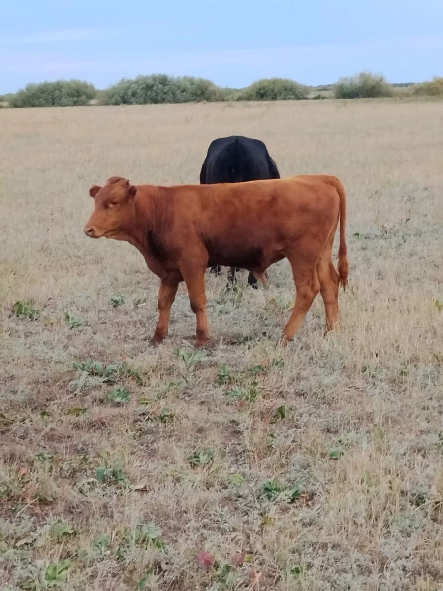 Ukrainian grey cattle
