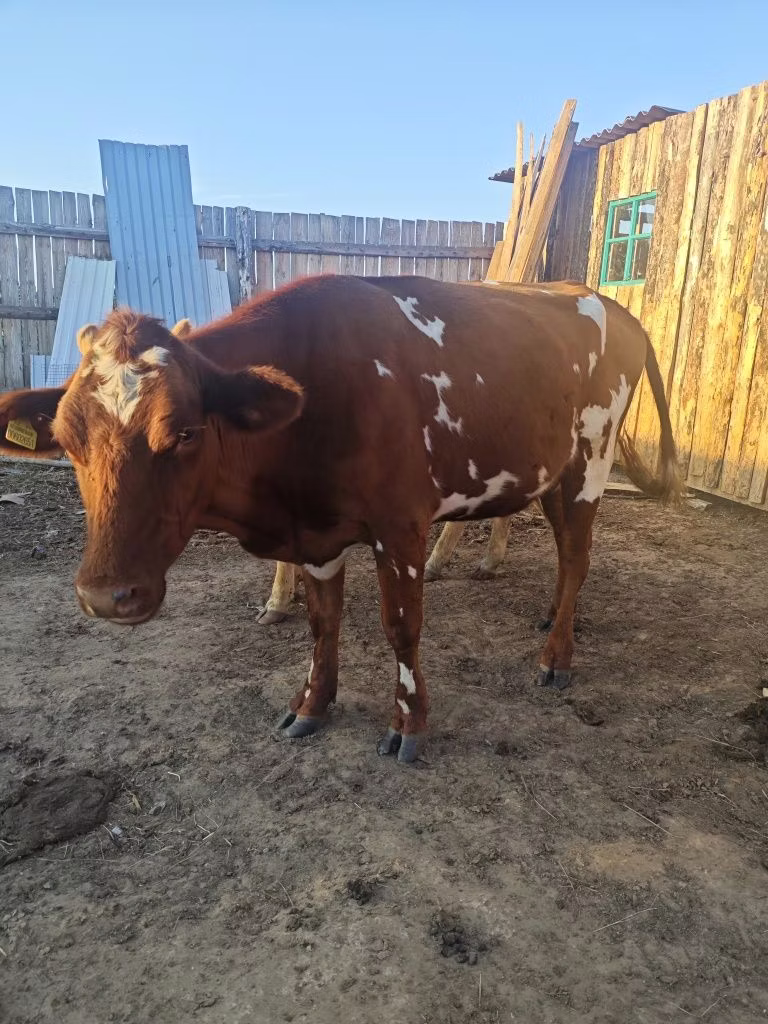 Auliekol breed