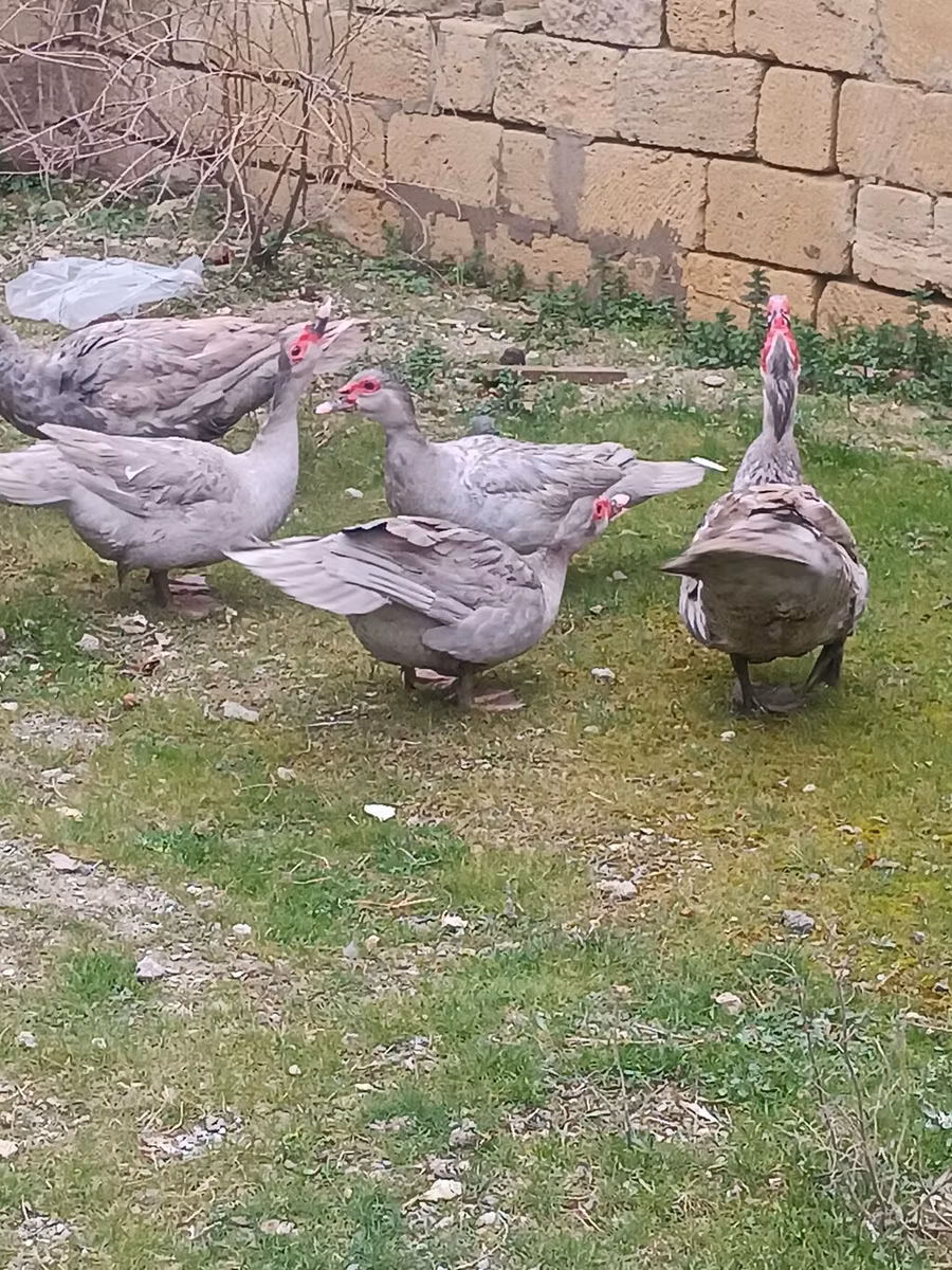 Lavande
